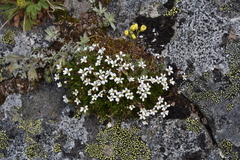 Cherleria