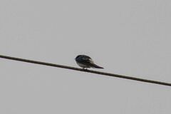 Tachycineta leucorrhoa