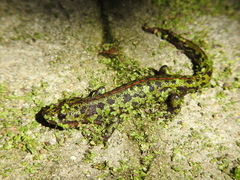 Triturus marmoratus