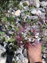 Polanisia dodecandra