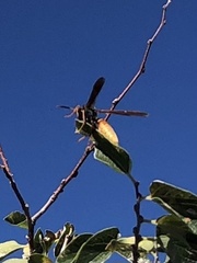 Polistes comanchus