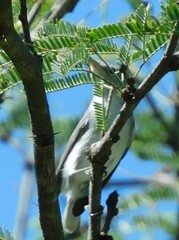 Polioptila