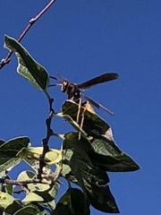 Polistes comanchus