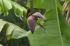 Phaethornis eurynome