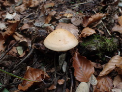 Cystoderma aureum