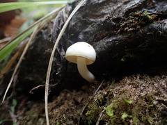 Hygrophorus eburneus