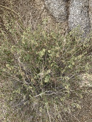 Brickellia californica