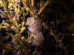 Aulorhynchus flavidus