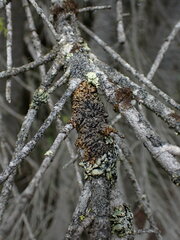 Hypogymnia austerodes