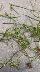 Cyperus brevifolius