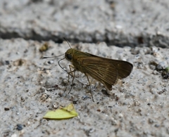 Panoquina ocola