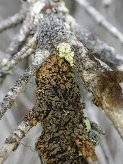 Hypogymnia austerodes