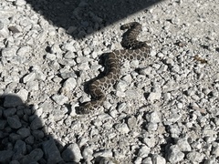 Sistrurus tergeminus