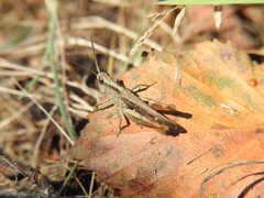 Chorthippus vagans