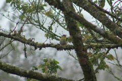 Cyclarhis gujanensis