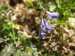 Vicia sibthorpii