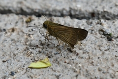 Panoquina ocola