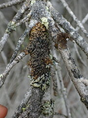 Hypogymnia austerodes