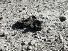 Sistrurus tergeminus