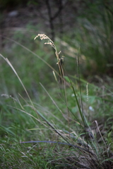 Chascolytrum subaristatum