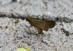 Panoquina ocola