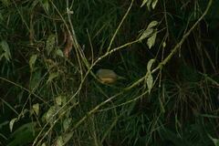 Mionectes rufiventris