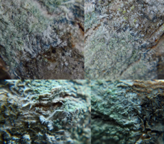 Lecanora thysanophora