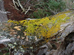 Polycauliona candelaria