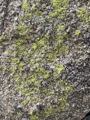 Acarosporaceae