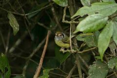 Myiornis auricularis