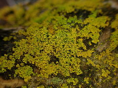 Polycauliona candelaria