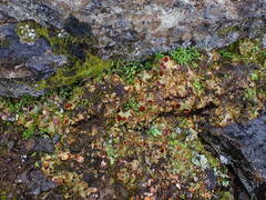 Solorina crocea