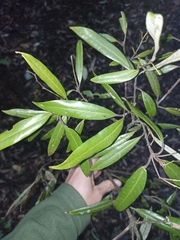 Beilschmiedia tawa