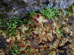 Solorina crocea