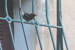 Oenanthe leucura
