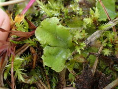 Marchantia