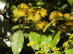 Azara serrata
