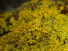 Polycauliona candelaria