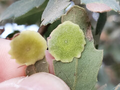 Andricus pattersonae