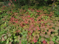 Dipsacus strigosus