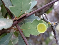 Andricus pattersonae