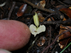 Corybas cheesemanii