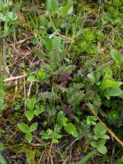 Pedicularis ornithorhynchos
