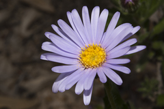 Senecio glastifolius