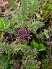 Pedicularis ornithorhynchos