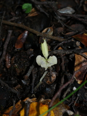 Corybas cheesemanii