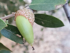 Andricus chrysobalani