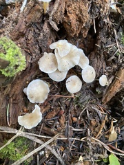 Strobilurus trullisatus