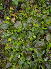 Leptarrhena pyrolifolia
