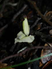 Corybas cheesemanii